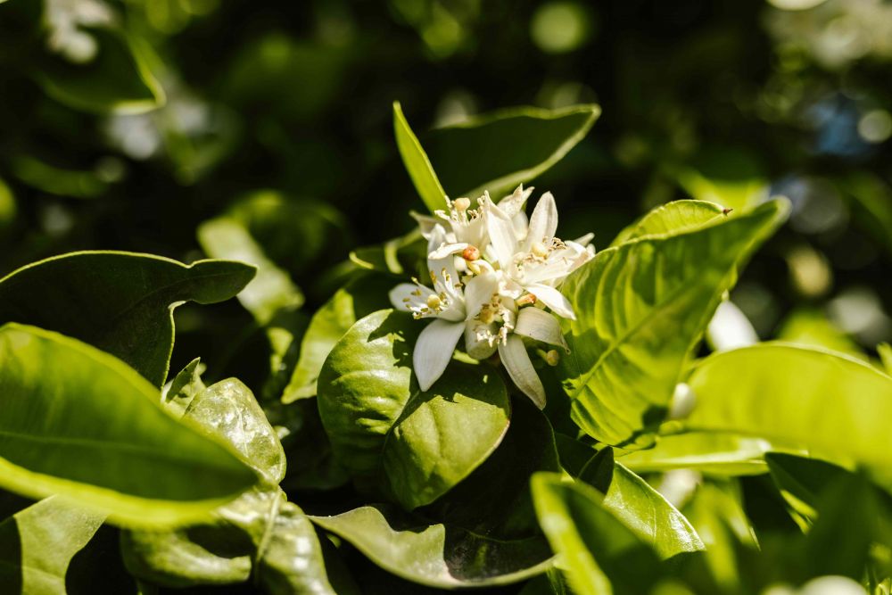 5 Ways to Plant Jasmine Flowers for Beginners